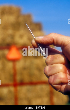 Suche nach der Nadel im Heuhaufen Stockfoto