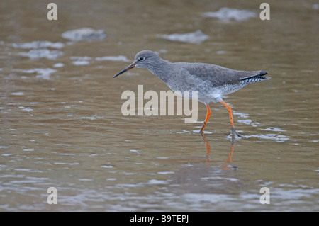 Gemeinsamen Rotschenkel Tringa Totanus Erwachsenen im Winterkleid Fütterung auf inter Gezeiten Wattenmeer Norfolk November Stockfoto