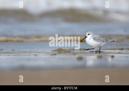 Sanderling Calidris Alba Erwachsener im Winterkleid Fütterung auf Wasserlinie Norfolk England November Stockfoto