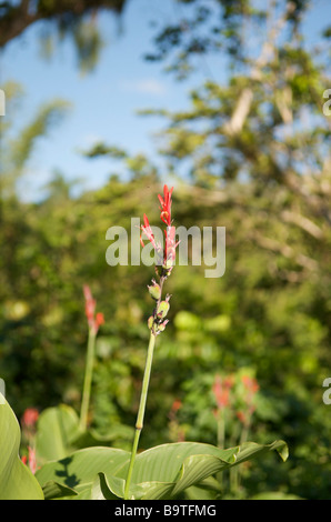 Blume aus dem Dschungel Stockfoto