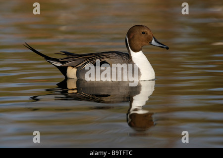 Nördlichen Pintail Anas Acuta männlichen Arizona USA winter Stockfoto