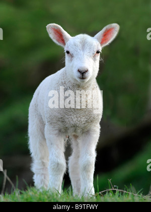 Ein kleines Baby Lamm stehen auf dem Rasen. Stockfoto