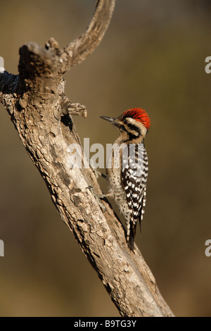 Leiter unterstützt Specht Picoides Scalaris Arizona USA winter Stockfoto