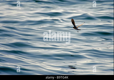 Europäische Sturm Petrel Hydrobates Pelagicus im Flug vor Pembrokeshire Küste Wales August Stockfoto