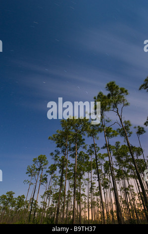 Zeit der Exposition unter Vollmond fängt Sternspuren über Schrägstrich Wald in langen Kiefer Bereich Florida Everglades Nationalpark Stockfoto