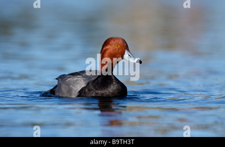 Rothaarige Aythya Americana Arizona USA winter Stockfoto