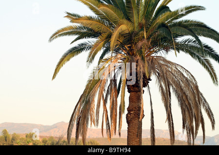 Kalifornien Ventilator-Palme (Washingtonia Filifera), San Diego CA Stockfoto