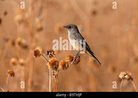 Sagt Phoebe Sayornis Saya New Mexico USA winter Stockfoto