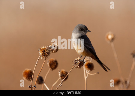 Sagt Phoebe Sayornis Saya New Mexico USA winter Stockfoto