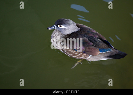 Holz-Ente oder Carolina Aix Sponsa männlichen Arizona USA Winter Stockfoto