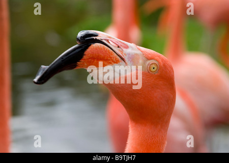 Nahaufnahme Foto von einem Flamingo in Sarasota Florida fotografiert Stockfoto