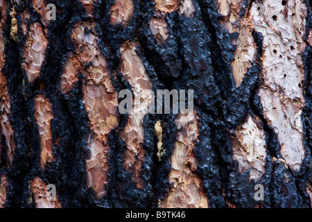 Rinde einer verbrannten Kiefer in Yosemite, Kalifornien, USA Stockfoto