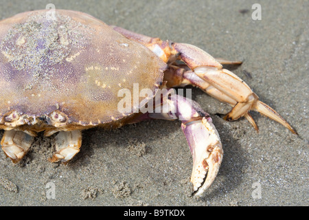 Dungeness Krabbe am Strand - Krebs Magister auf Long Beach, Pacific Rim National Park, Vancouver Island, British Columbia, Kanada Stockfoto