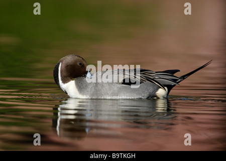 Nördlichen Pintail Anas Acuta männlichen Arizona USA winter Stockfoto