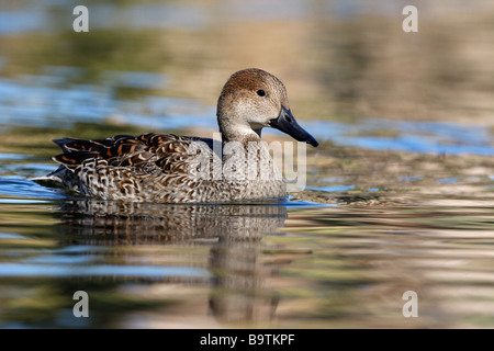 Nördlichen Pintail Anas Acuta weibliche Arizona USA winter Stockfoto