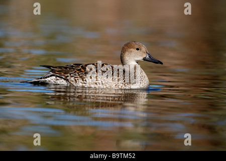 Nördlichen Pintail Anas Acuta weibliche Arizona USA winter Stockfoto