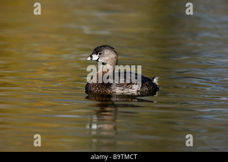 Pied abgerechneten Grebe Podilymbus Podiceps Arizona USA winter Stockfoto