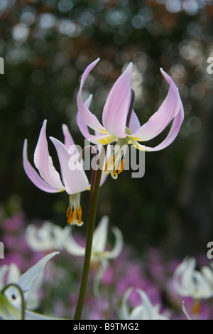 Erythronium revolutum in Wemyss Castle, Fife, Schottland Stockfoto