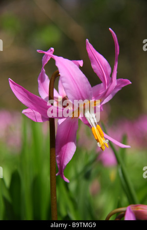 Erythronium revolutum in Wemyss Castle, Fife, Schottland Stockfoto