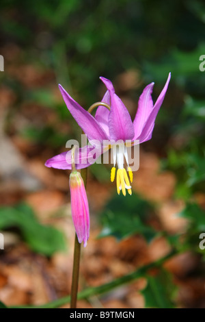 Erythronium revolutum in Wemyss Castle, Fife, Schottland Stockfoto