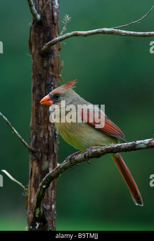 Weiblichen nördlichen Kardinal Cardinalis Cardinalis Stockfoto