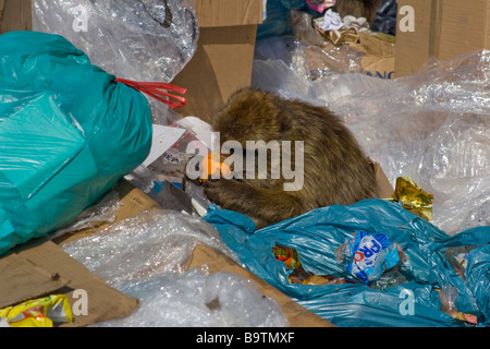 Barabary Affen Leben auf ein Müll Tipp in Gibraltar Stockfoto