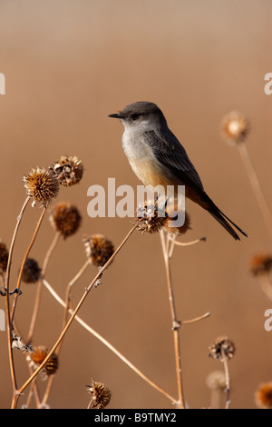 Sagt Phoebe Sayornis Saya New Mexico USA winter Stockfoto