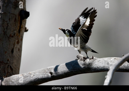 Eine Eichel Specht (Melanerpes Formicivorus) nimmt im Yosemite-Nationalpark, Kalifornien, USA Stockfoto