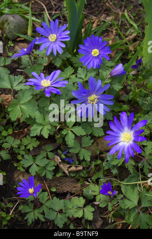 Anemone Blanda (Windflower) in Blüte, Großbritannien Stockfoto