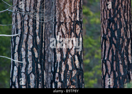 3 halb verbrannt Kiefer Boles im Yosemite-Nationalpark, Kalifornien, USA Stockfoto