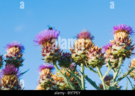 Die Blüte Staats-und mehrere Artischocke Pflanzen vor blauem Himmel mit einer Biene auf einer der Köpfe Stockfoto