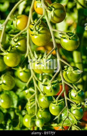 Rebe-Tomaten wachsen in einem Garten Stockfoto