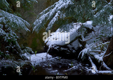 Kohl in einem gefrorenen Grotte bedeckt mit Schnee und Zedern East Sooke Regionalpark auf Beechey Head auf Vancouver Island versenkt Stockfoto