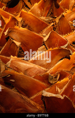Palm-Baum Rinde Detail Arizona USA Stockfoto