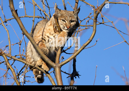 Wilde Rotluchs (Lynx Rufus) auf einem Baum, Arizona Stockfoto