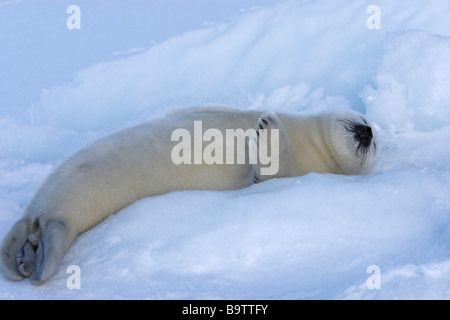 Harp Seal (Pagophilus Groenlandicus). Welpe (Whitecoat) schlafen auf Eis Stockfoto