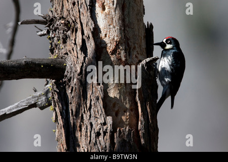 Eine Eichel Specht (Melanerpes Formicivorus) ist auf der Suche nach etwas zu Essen in Yosemite Nationalpark, Kalifornien, USA Stockfoto