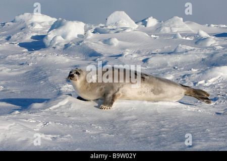 Harp Seal (Pagophilus Groenlandicus), erwachsenes Weibchen auf Eis Stockfoto