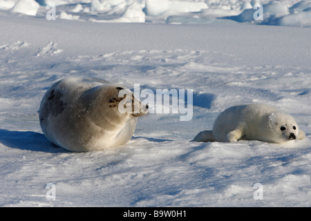 Harp Seal (Pagophilus Groenlandicus), Mutter und Jungen auf dem Eis Stockfoto