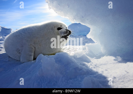 Harp Seal (Pagophilus Groenlandicus), Welpen (Whitecoat) auf Packeis Stockfoto