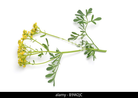 Heilpflanze Wein weinraute Ruta graveolens rue gemeinsame Rue Stockfoto