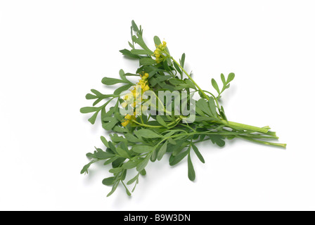 Heilpflanze Wein weinraute Ruta graveolens rue gemeinsame Rue Stockfoto