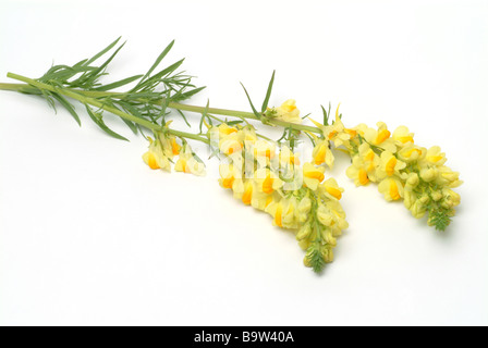 Heilpflanze flachskraut Gelb leinkraut Linaria vulgaris toadflax Toadflax Stockfoto