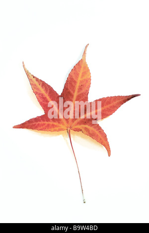 Orientalische Amber, türkische Sweetgum (Liquidambar Orientalis) Blatt in herbstlichen Farben, Studio Bild Stockfoto