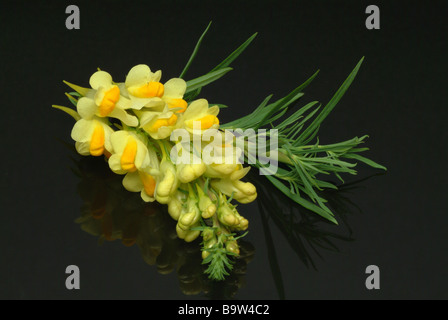 Heilpflanze flachskraut Gelb leinkraut Linaria vulgaris toadflax Toadflax Stockfoto