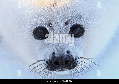 Harp Seal (Pagophilus Groenlandicus). Welpe (Whitecoat) auf Eis, Porträt Stockfoto