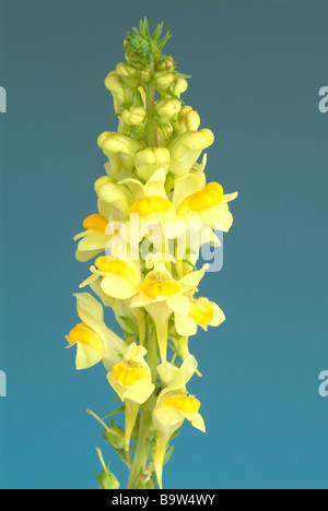 Heilpflanze flachskraut Gelb leinkraut Linaria vulgaris toadflax Toadflax Stockfoto