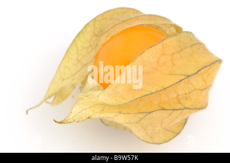 Physalis isoliert auf weißem Hintergrund Stockfoto