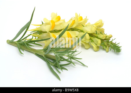 Heilpflanze flachskraut Gelb leinkraut Linaria vulgaris toadflax Toadflax Stockfoto