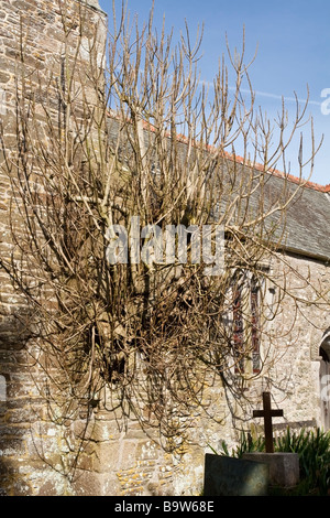 Feigenbaum wächst aus der Wand Manaccan Kirche, Cornwall, UK. Stockfoto